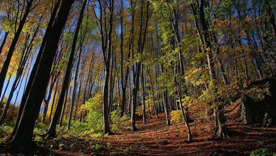 Cikk kép - Hirdetmény - Erdőgazdálkodási munkákról!